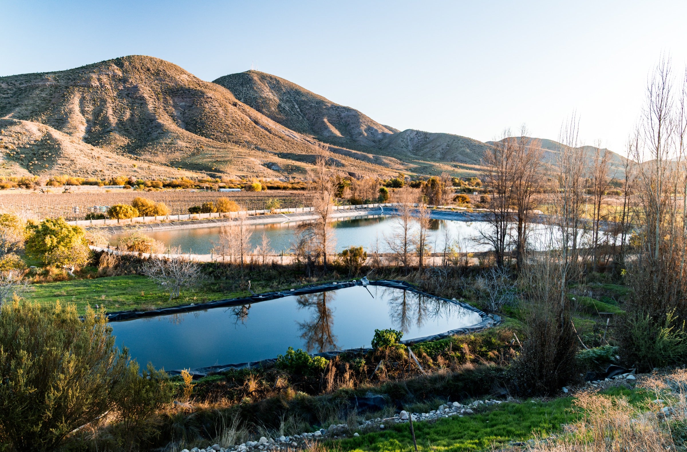 Viñedo de parras viejas en el Valle del Limarí